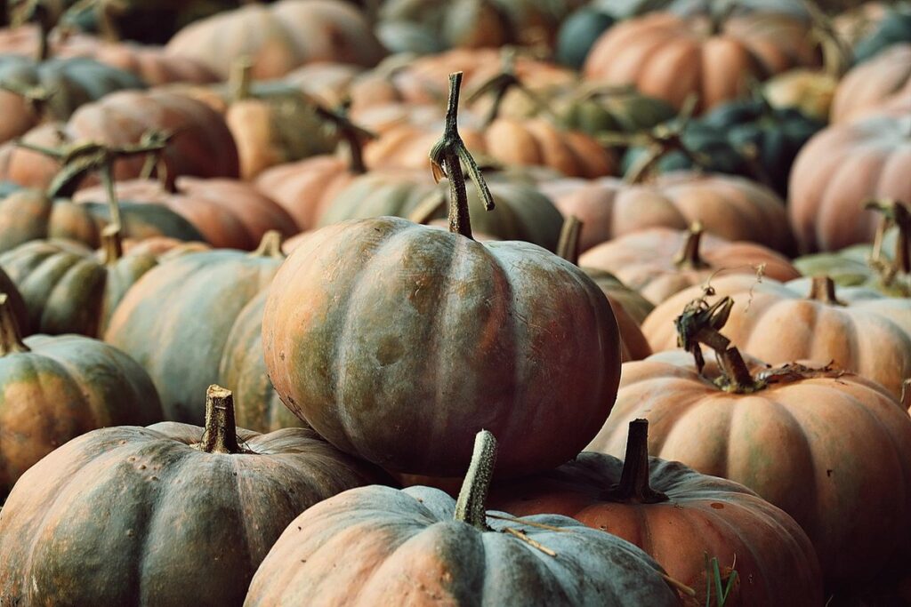 orange and black pumpkins