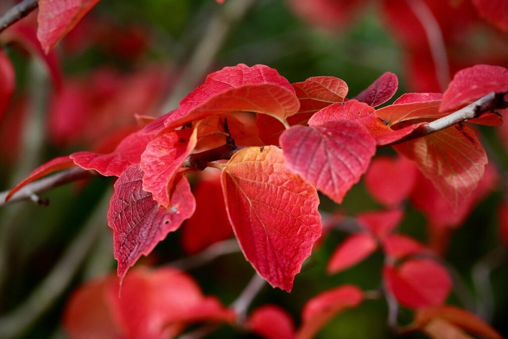 red foilage garden plants