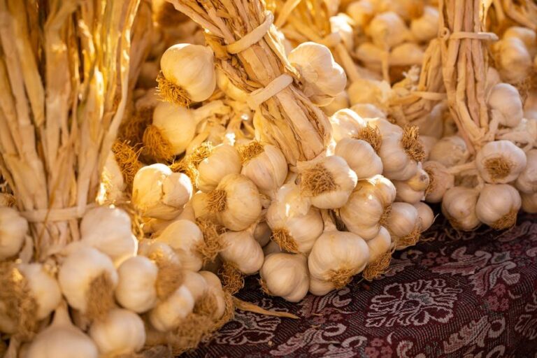 root vegetable fall crop