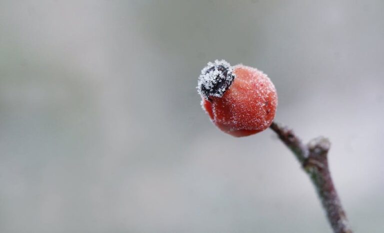 rose bush winter care