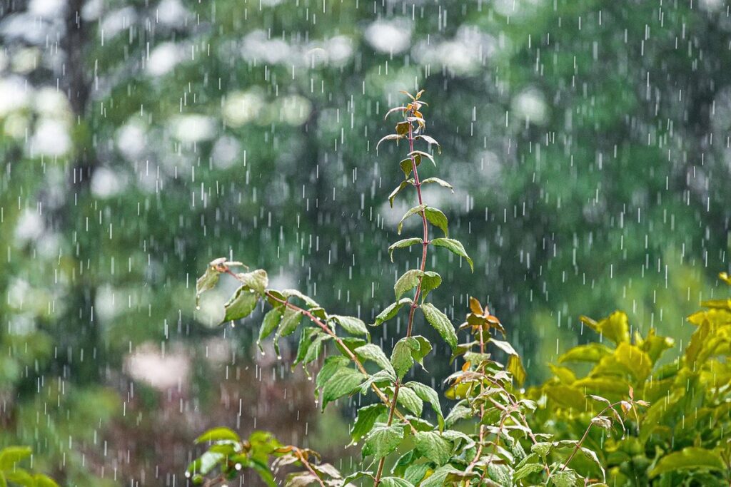shower plants