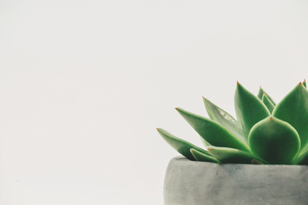 simple succulent