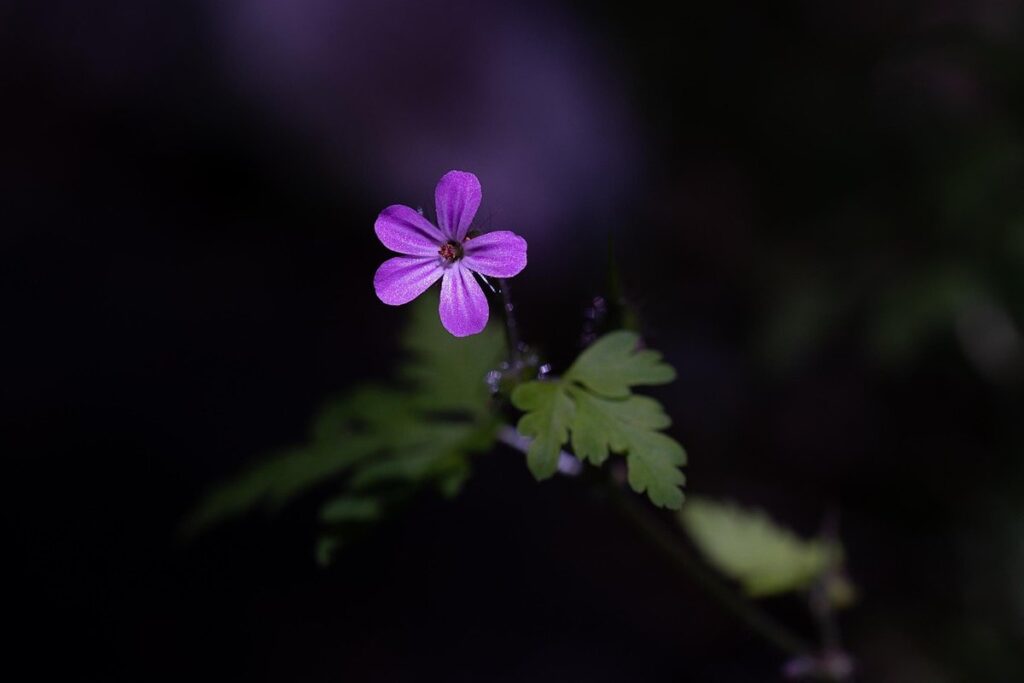 small forest flowers