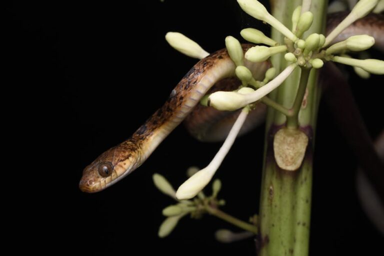 snake guord plant growth stages