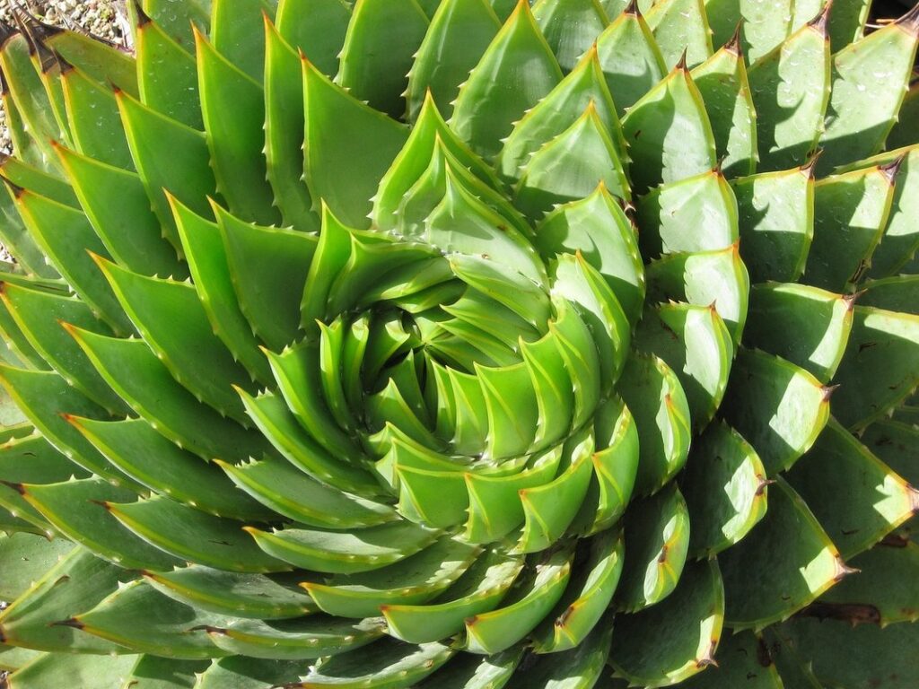 spiral plant design