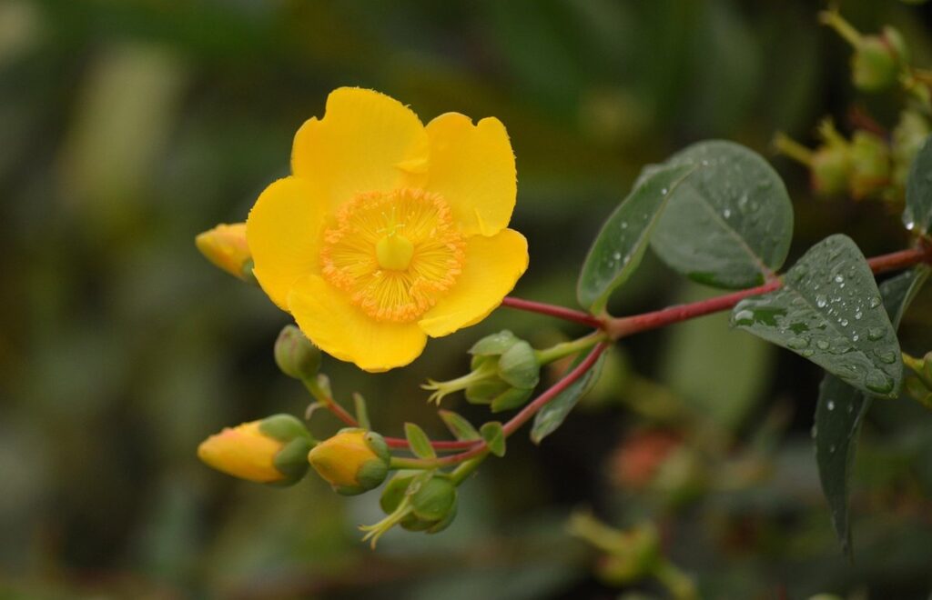 st john's wort plant