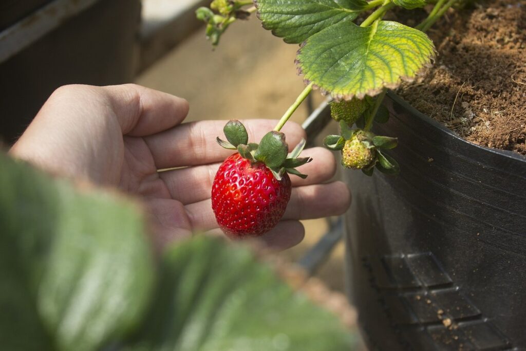 strawberry container growing