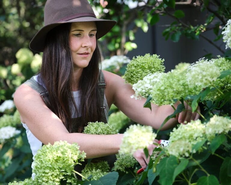strawberry sundae hydrangea fall pruning