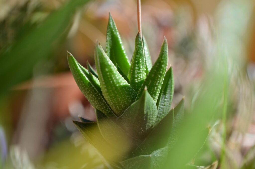 succulent tips for beginners