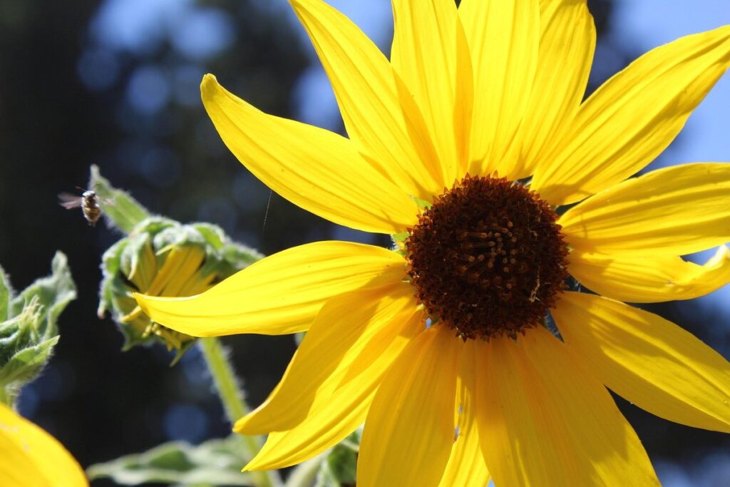 how to grow sunflowers for cut flowers
