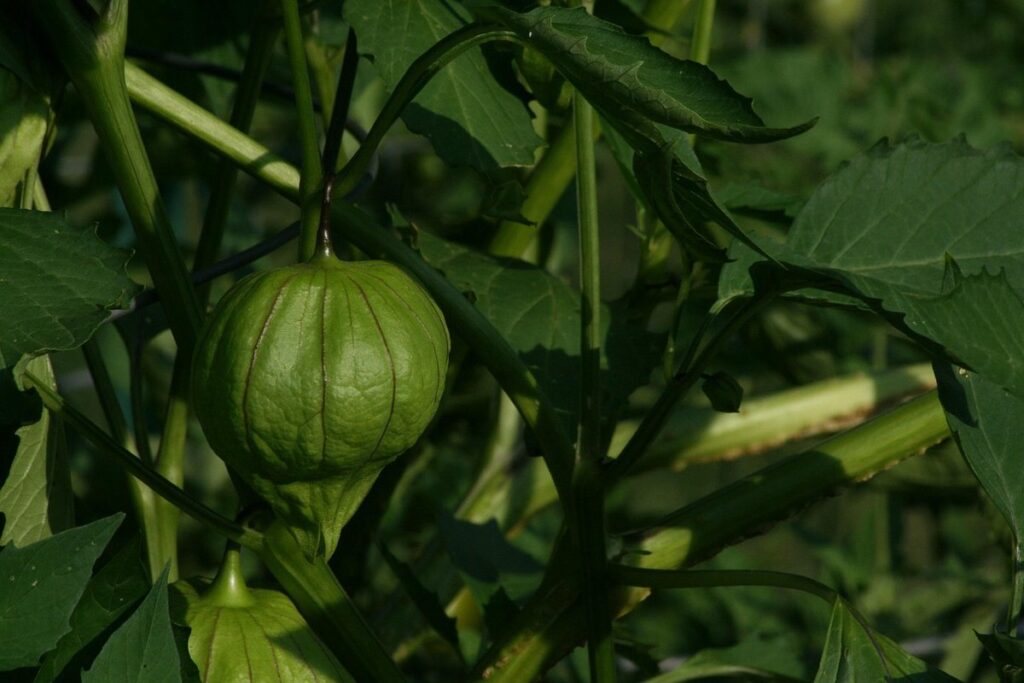 how to grow tomatillos