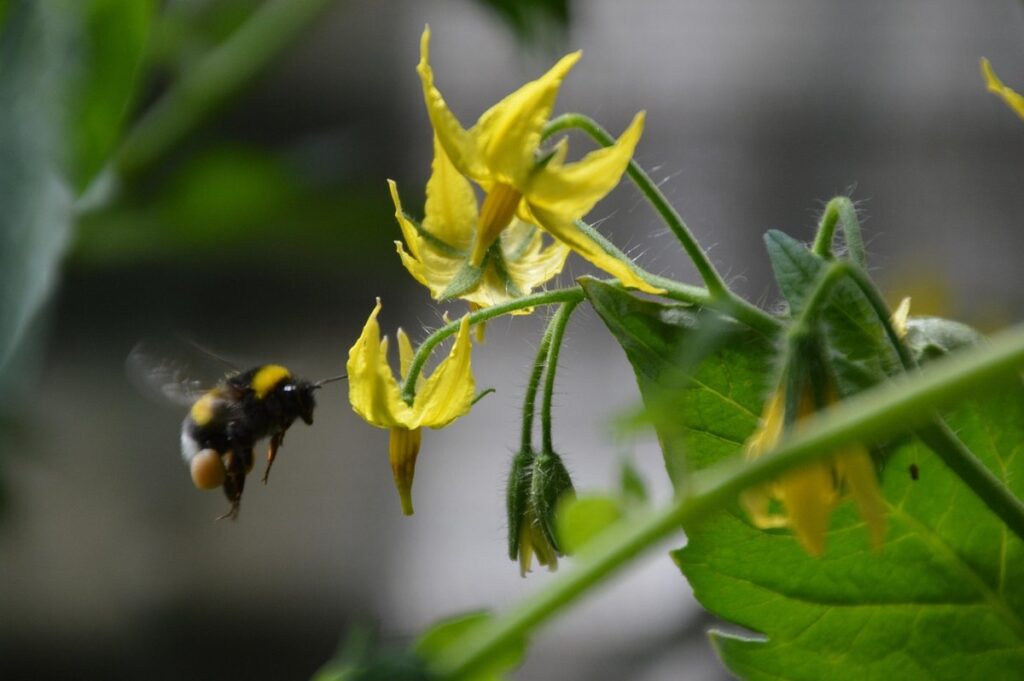 red in yellow out tomato