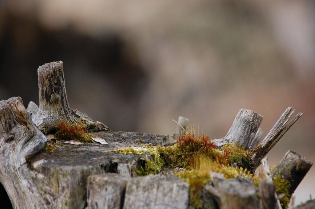 how to preserve a tree limbs with roots