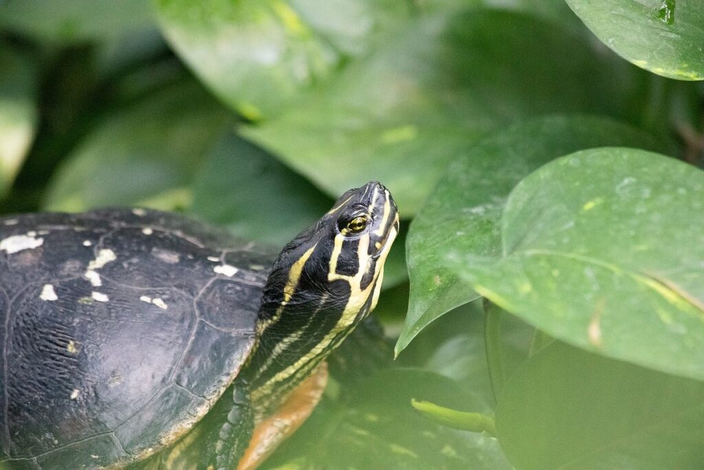 string of turtles plant