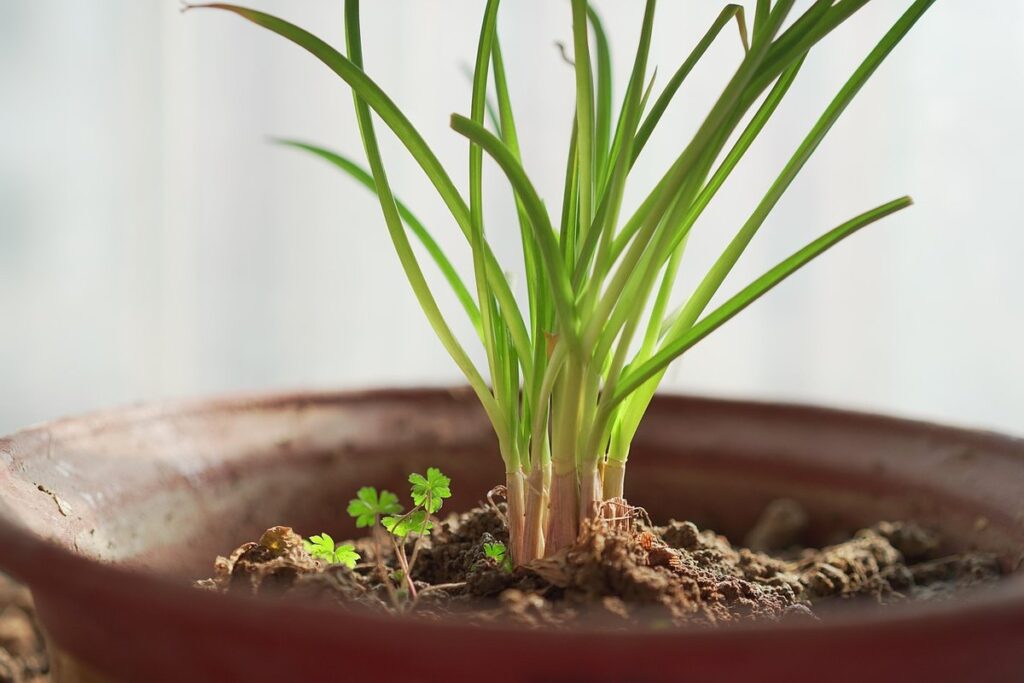 balcony vegetable garden ideas