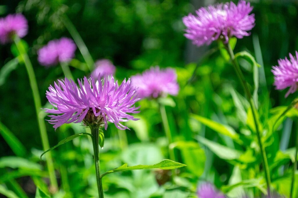 vegetable garden gift ideas