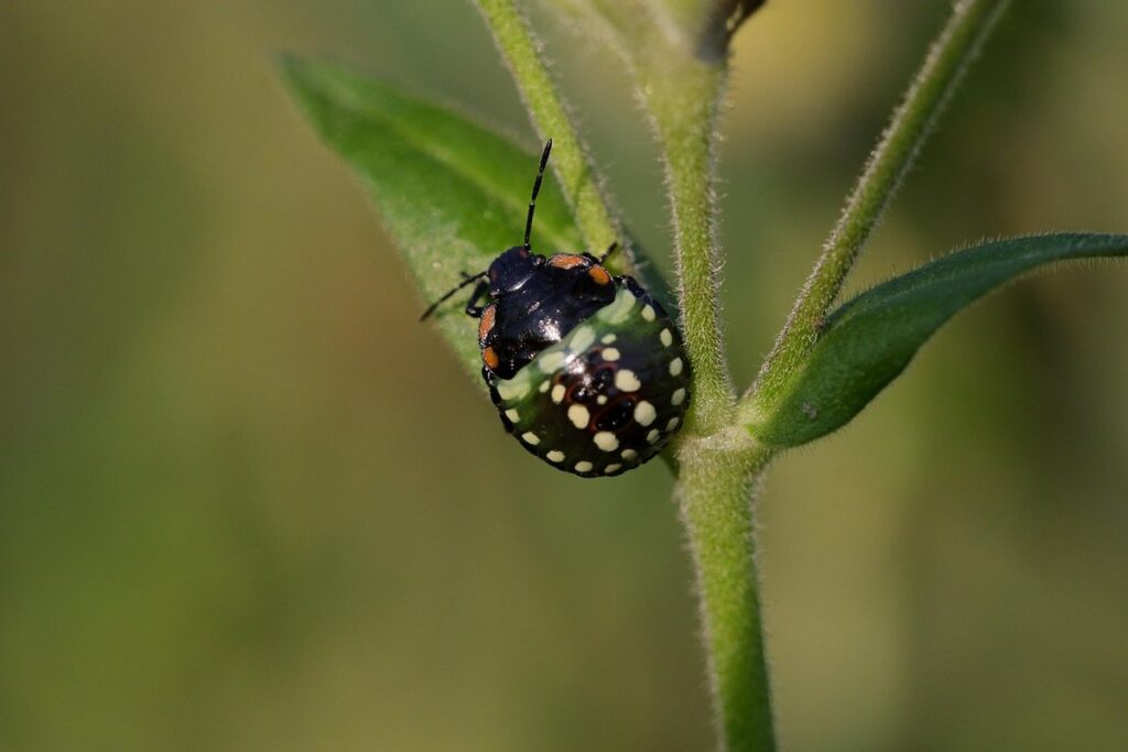 vegetable garden insects