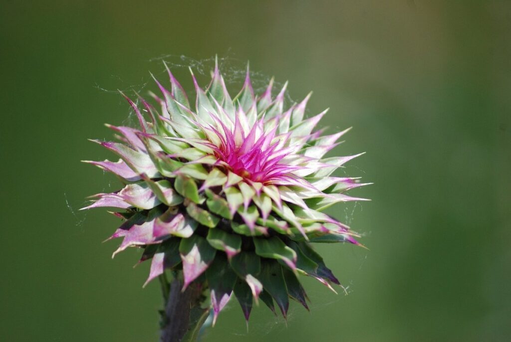 weeds with purple flowers in lawns