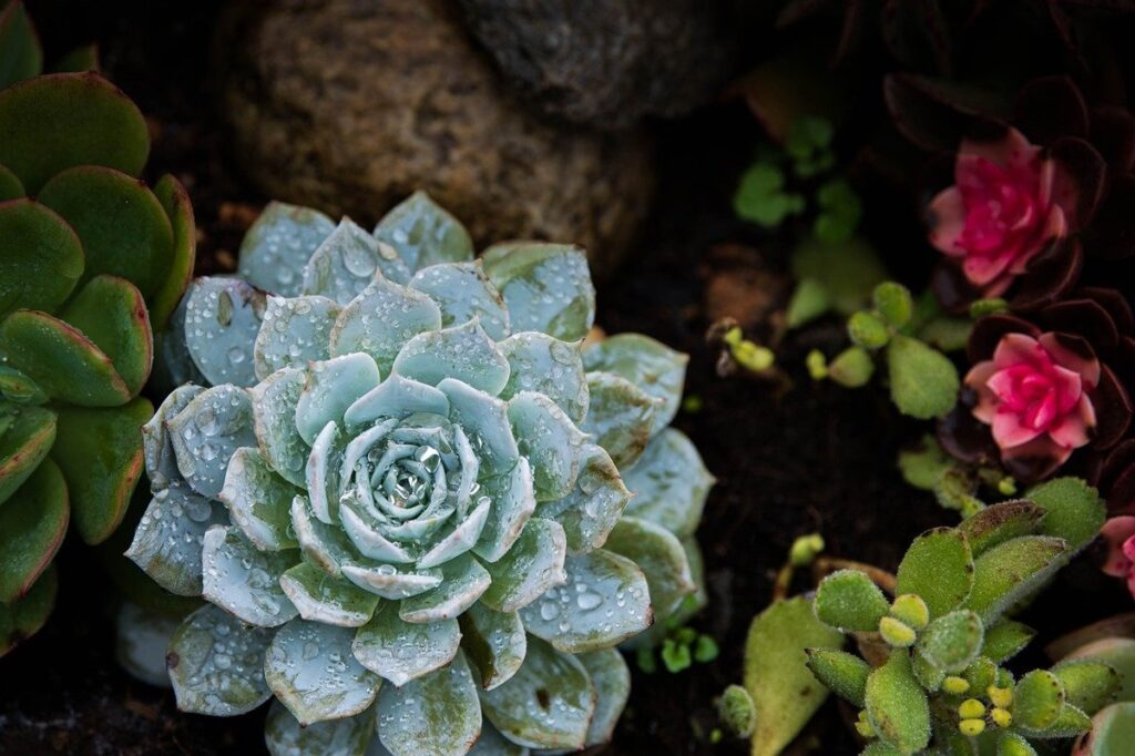 how to wet soil of succulents