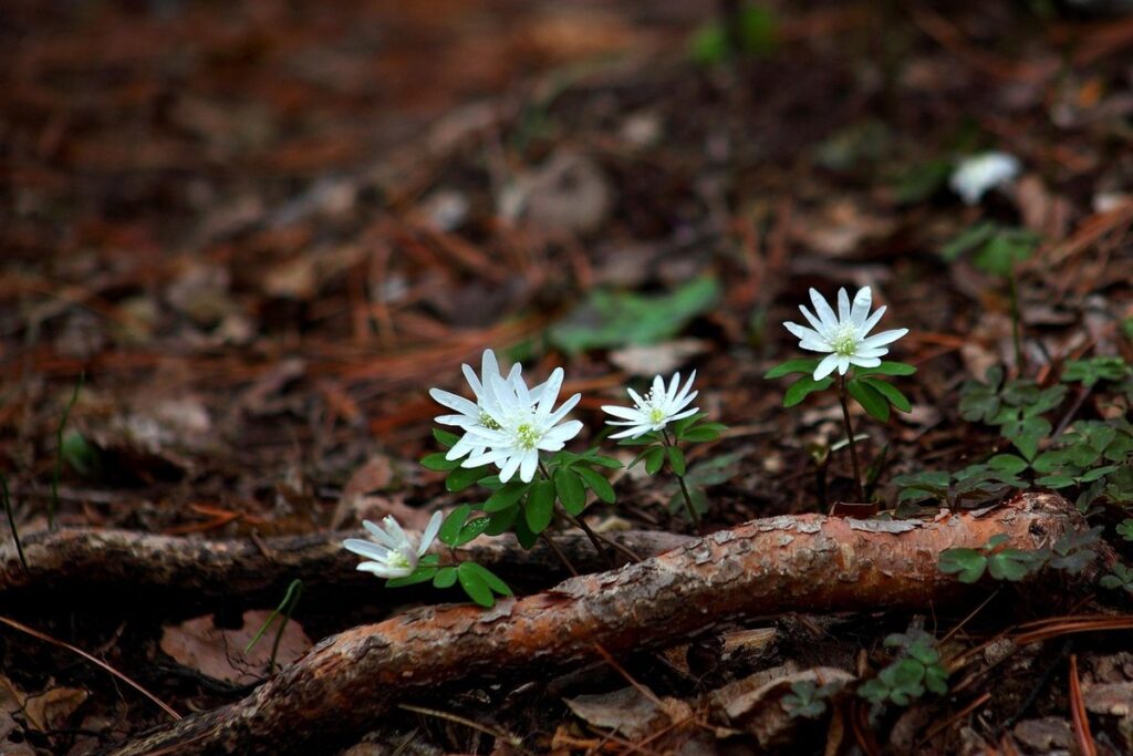 planting wildflowers in spring