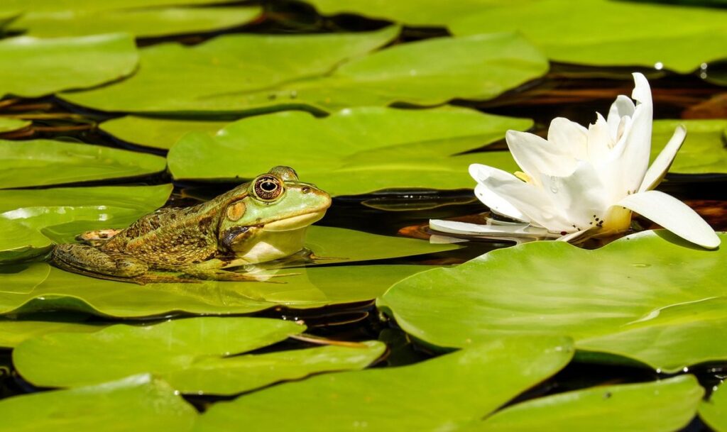 wildlife pond plants