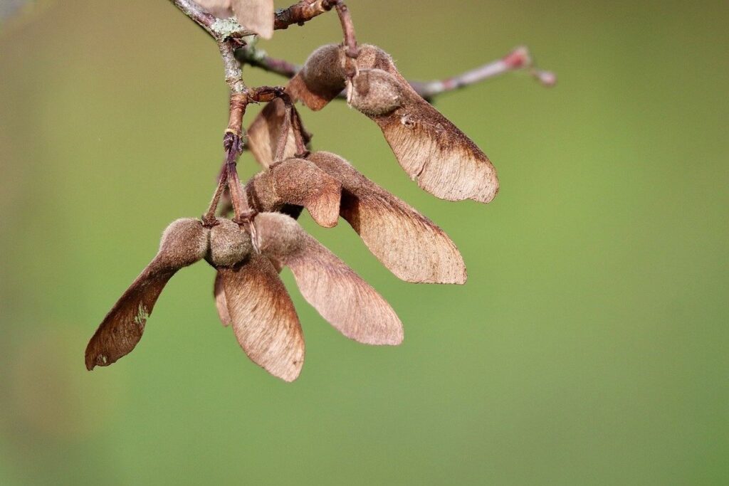 winged seed pods identification