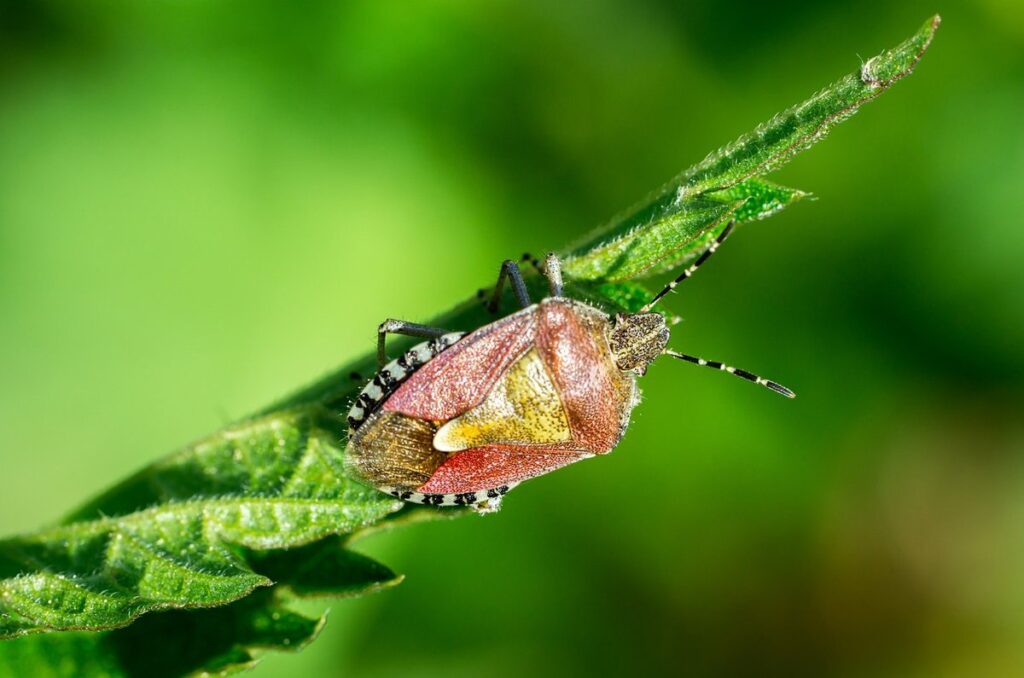 winged weed common name