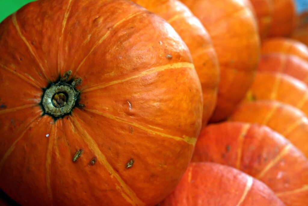 how to cure winter squash