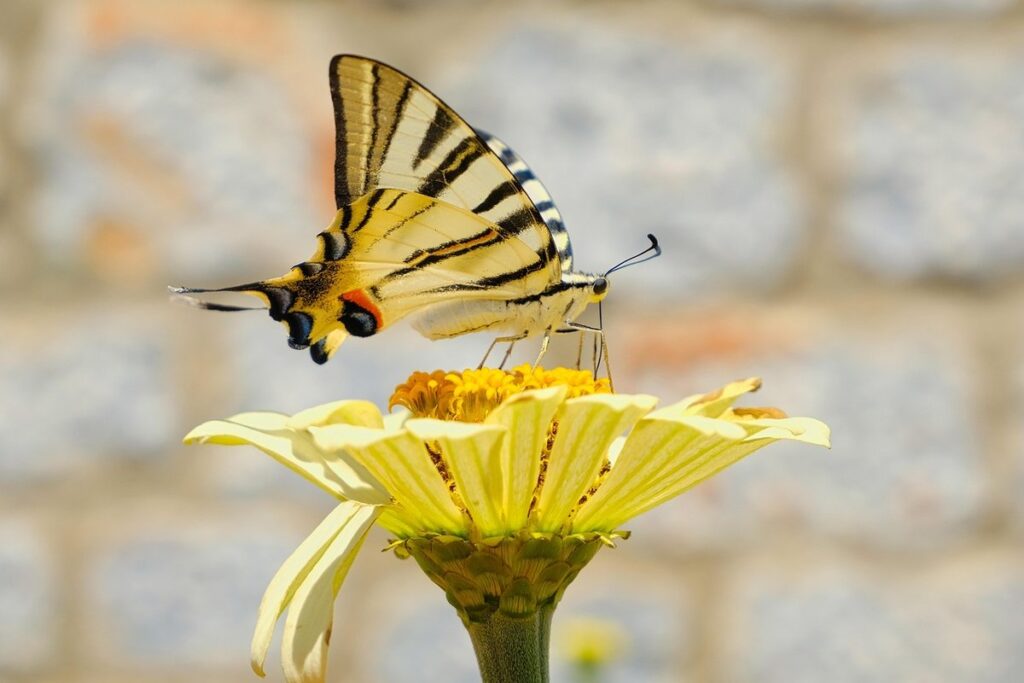 Zinnia plant