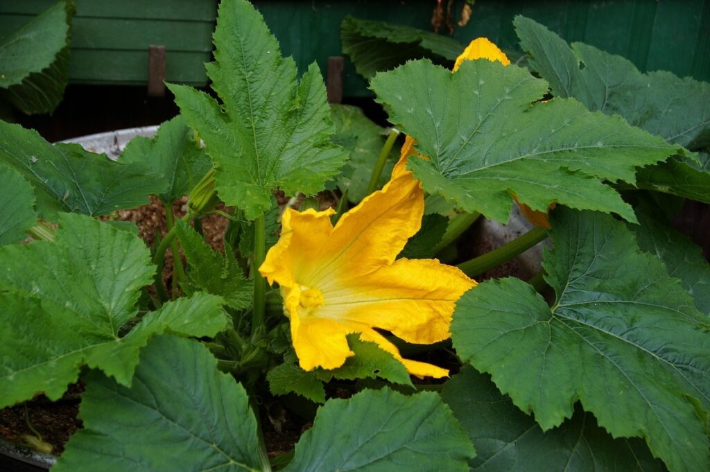 zucchini yellow leaves
