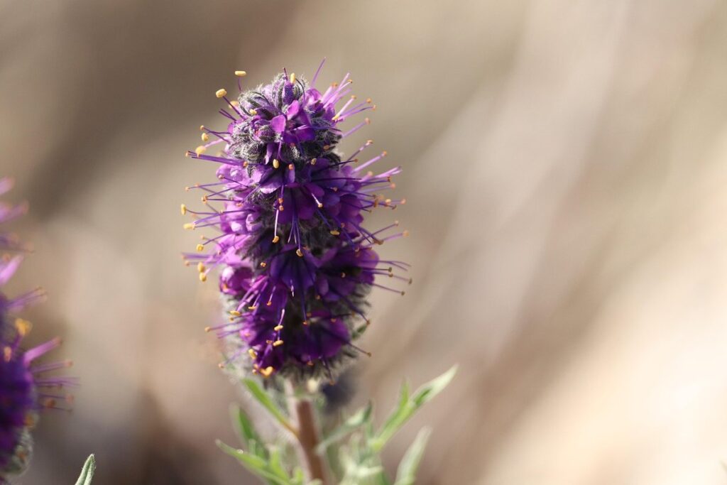 perennials for alpine gardens