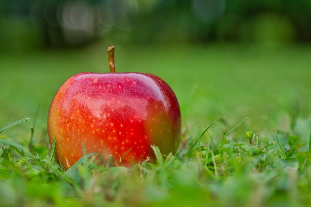best apple varieties for the uk climate