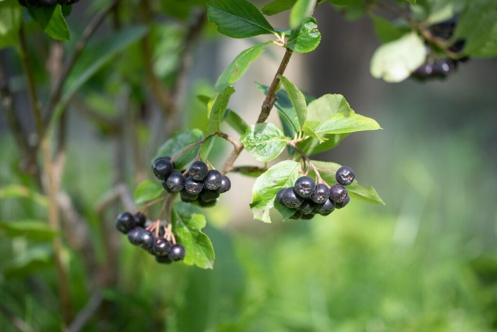 aronia shrub