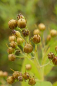 autumn bulb planting guide