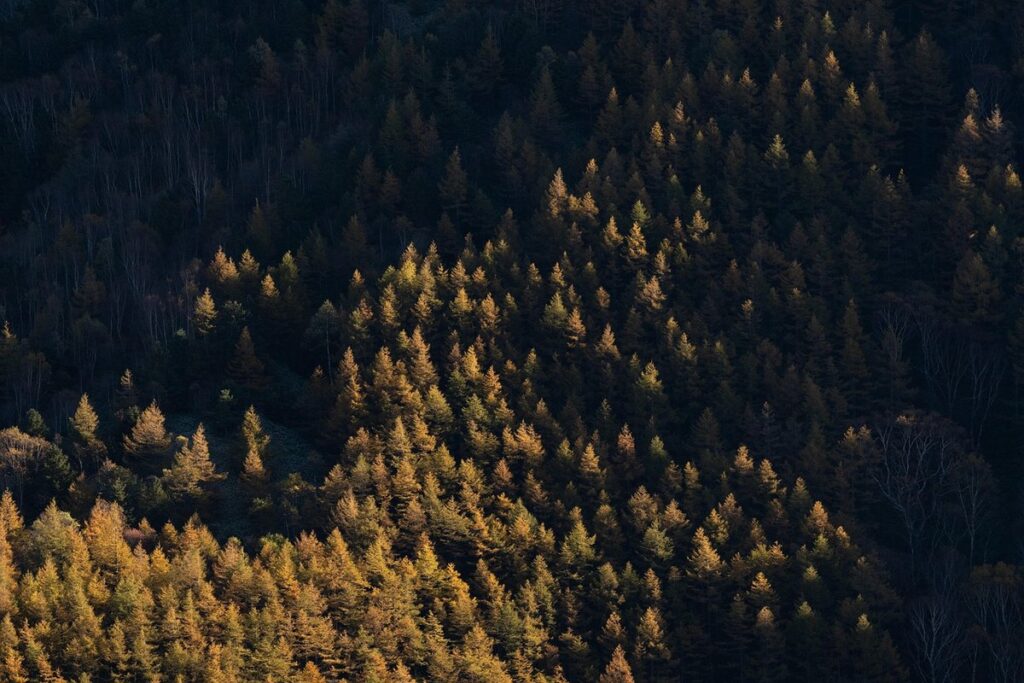 autumn colour trees and shrubs