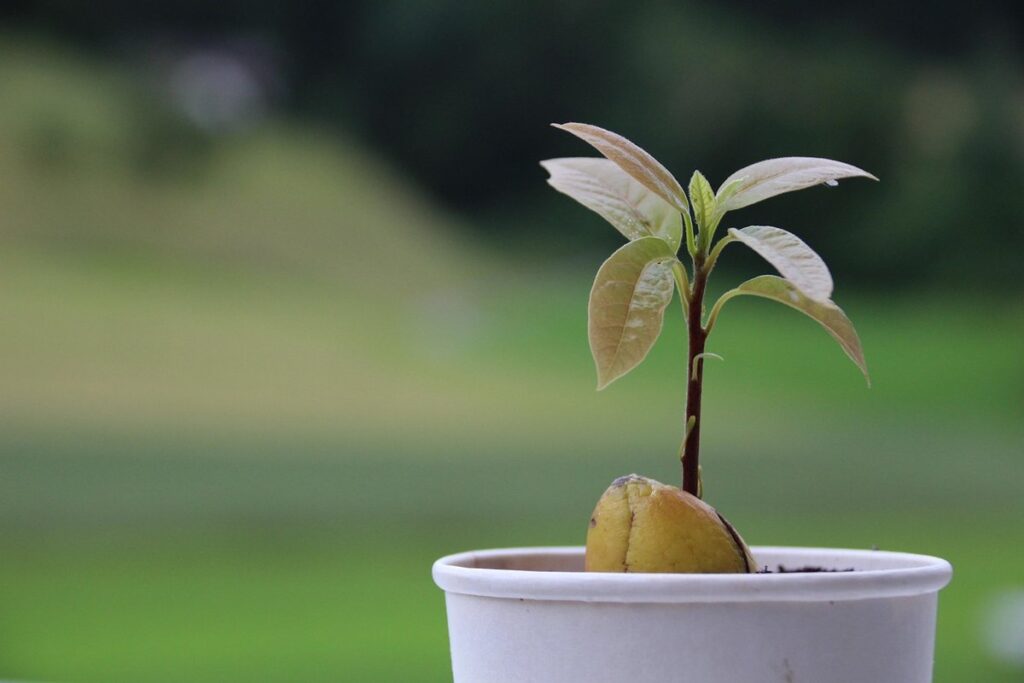 avocado from seed