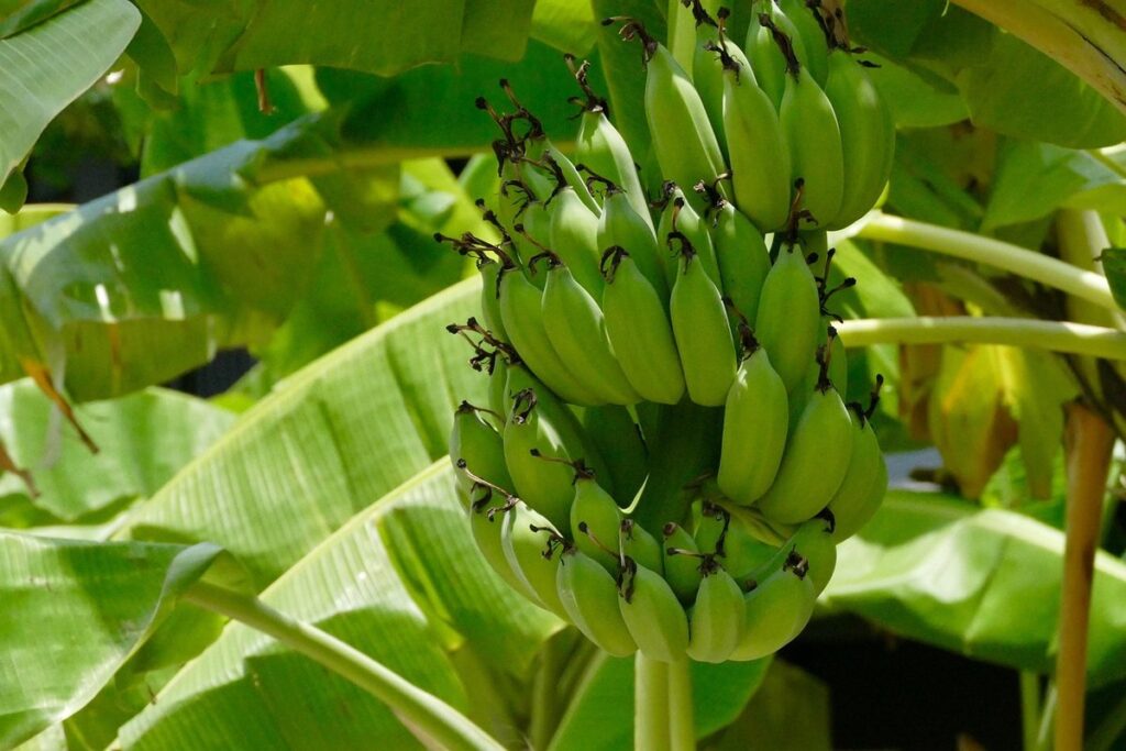 how fast do banana trees grow