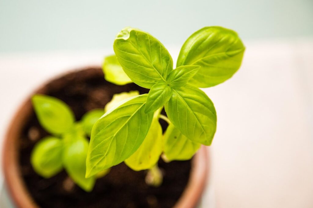 basil seedling