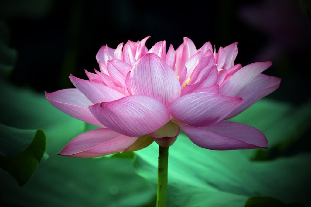 how much water do bean plants need ml