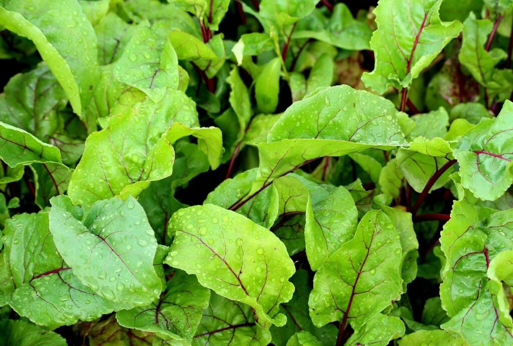 beet leaves