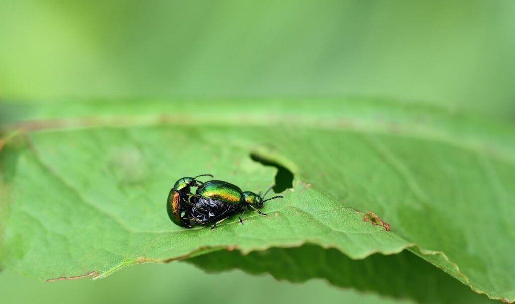black beetles in garden
