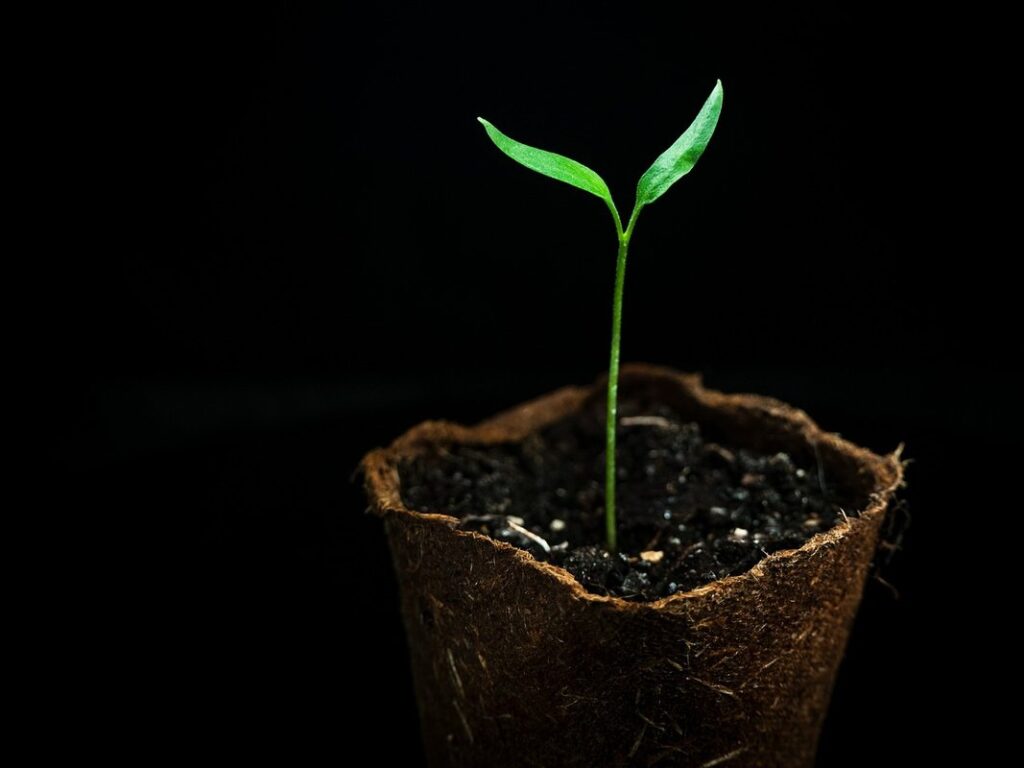 biodegradable seedling pots