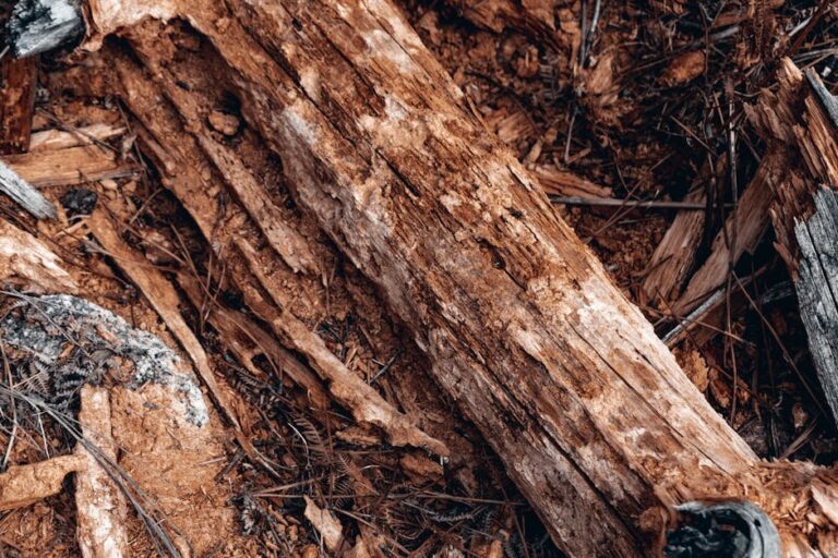 blossom end rot treatment