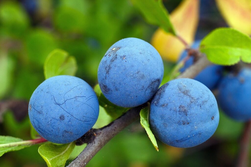 shrubs with blue berries