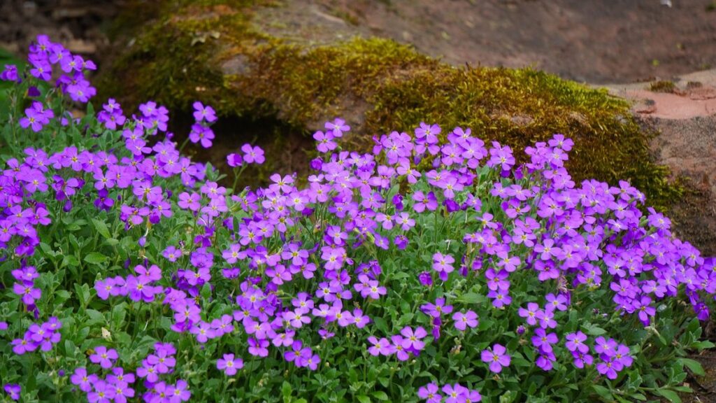 ground cover with blue flowers