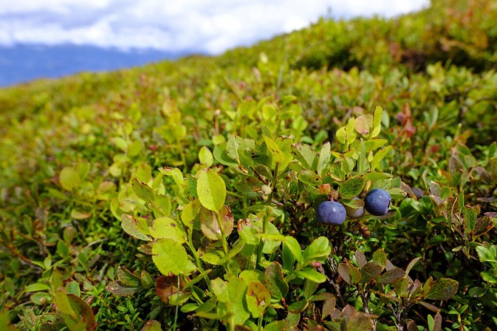 blueberries shrubs