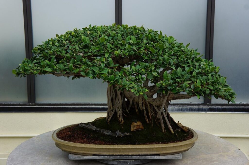 bonsai pruning and wiring