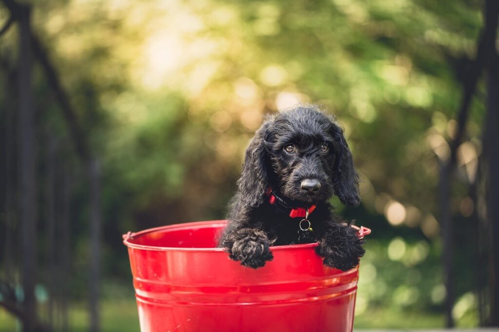 bucket gardening
