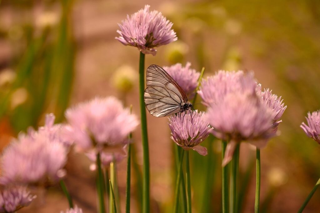 cabbage white butterfly control