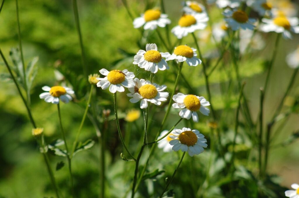 chamomile growing and harvesting